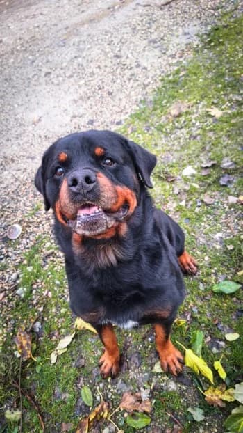 Tyron Rott, male senior Rottweiler for adoption at SPA Montélimar
