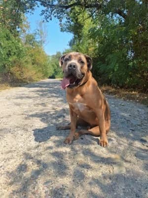 STARK, male 5yo Cane Corso for adoption at SPA Montélimar