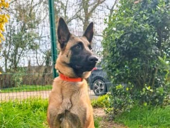 Vaya, female young Belgian Malinois for adoption at SPA Montélimar