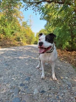 SUNDAY, female 3yo Staffordshire Bull Terrier for adoption at SPA Montélimar