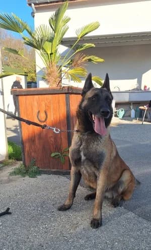 THAI, male 6yo German Shepherd for adoption at SPA Montélimar