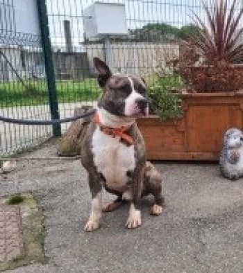 THOR-TOM, male 4yo Staffordshire Bull Terrier for adoption at SPA Montélimar