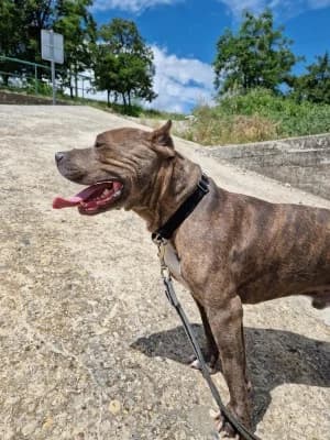 TYRON, male senior American Bully for adoption at SPA Montélimar