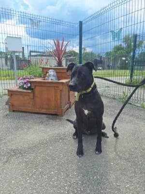 UPSY, male young Labrador Retriever for adoption at SPA Montélimar
