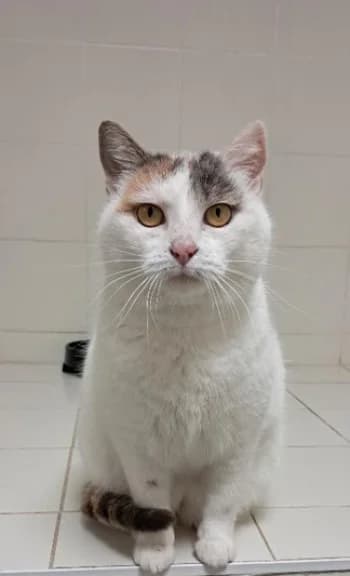 ANGE, female 7yo mixed breed for adoption at SPA Montélimar