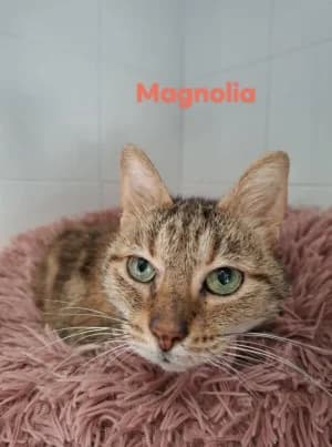 MAGNOLIA, female 7yo mixed breed for adoption at SPA Montélimar