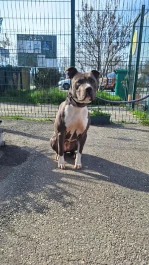 NALA, female 5yo Staffordshire Bull Terrier for adoption at SPA Montélimar