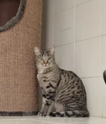 DEMONE, female young mixed breed for adoption at SPA Montélimar