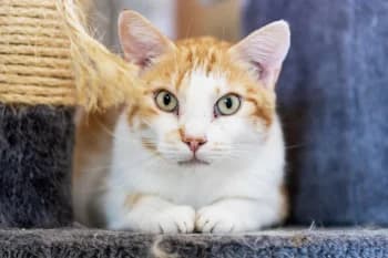 TIC, male senior mixed breed for adoption at SPA Montélimar