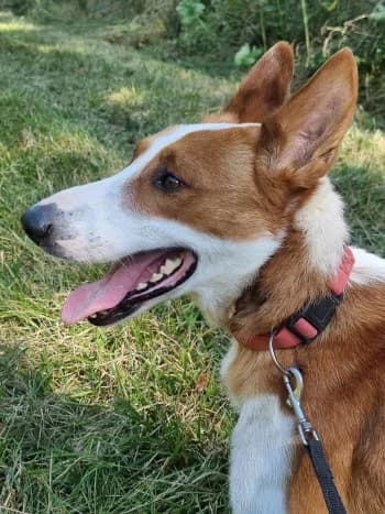 Sacha, male 5yo Mixed Breed for adoption at SPA Montélimar