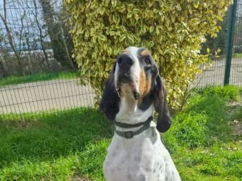 Upsy Ariegeois, male 3yo Mixed Breed for adoption at SPA Montélimar
