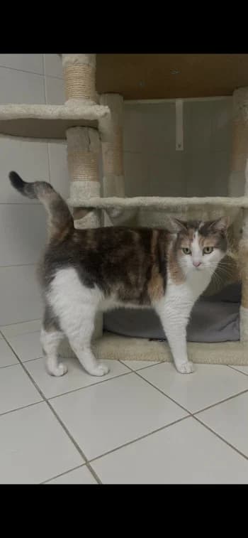 NINA-RESCUE, female 4yo mixed breed for adoption at SPA Montélimar