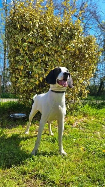 Agathe, female young Mixed Breed for adoption at SPA Montélimar