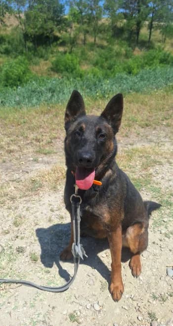Maggie, female young Belgian Malinois for adoption at SPA Montélimar
