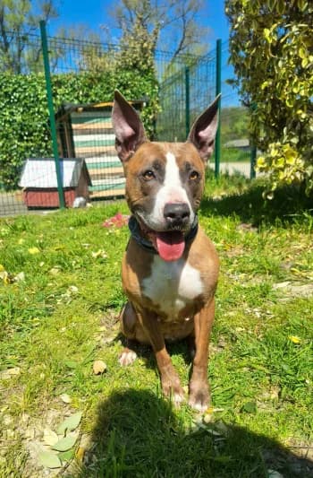 Sia, female 5yo mixed breed for adoption at SPA Montélimar