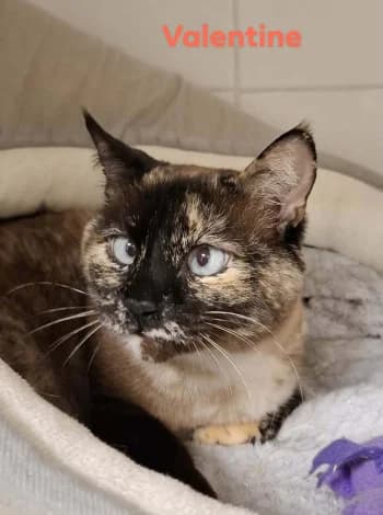 VALENTINE, female senior mixed breed for adoption at SPA Montélimar