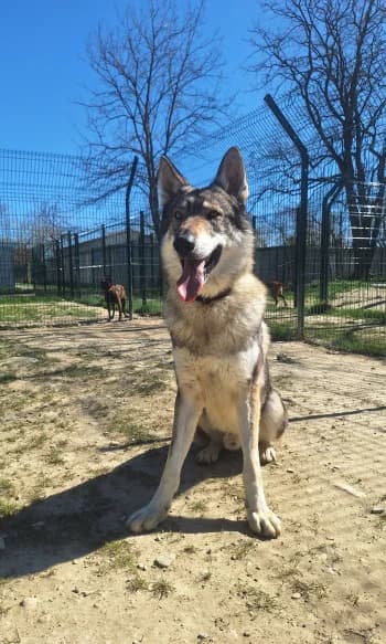 Urus, male young mixed breed for adoption at SPA Montélimar