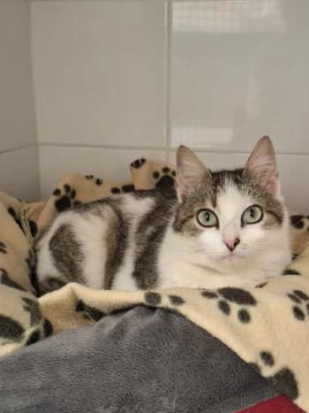 PRUNELLE, female young mixed breed for adoption at SPA Montélimar