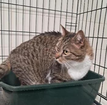 GOURMET, male 4yo mixed breed for adoption at SPA Montélimar