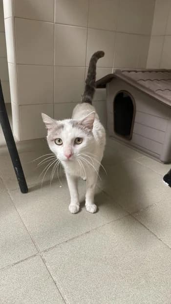 REVENGE, male young mixed breed for adoption at SPA Montélimar