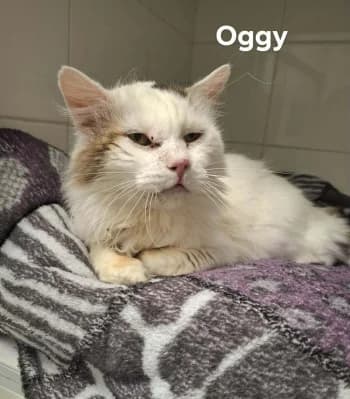 OGGY, male senior mixed breed for adoption at SPA Montélimar