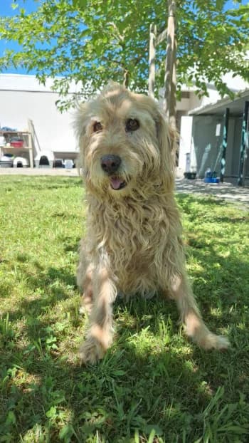 Yeta, female senior mixed breed for adoption at SPA Montélimar