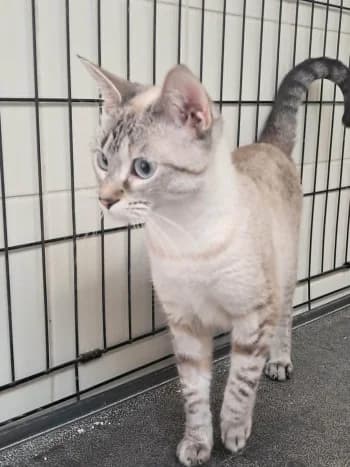 ALBI, female young mixed breed for adoption at SPA Montélimar