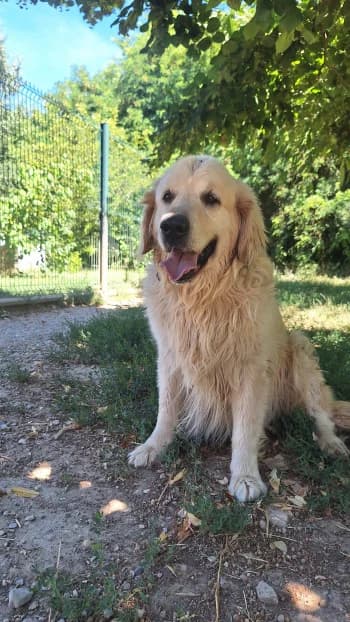 Norton, male senior Golden Retriever for adoption at SPA Montélimar