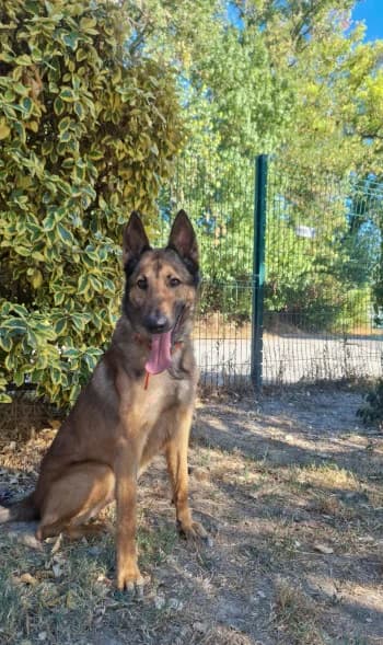Tao, female 4yo Belgian Malinois for adoption at SPA Montélimar