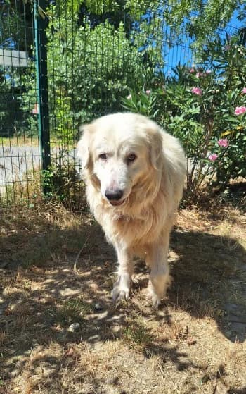 Snow, male 5yo mixed breed for adoption at SPA Montélimar
