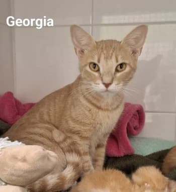 GEORGIA, female young mixed breed for adoption at SPA Montélimar