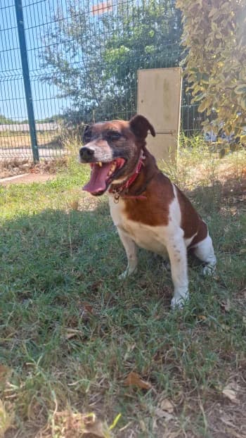 Old jack, male 6yo Jack Russell Terrier for adoption at SPA Montélimar
