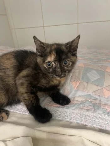 VENUS, female puppy mixed breed for adoption at SPA Montélimar