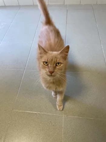 ESPOIR, female 6yo mixed breed for adoption at SPA Montélimar