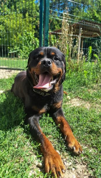 Ryder, male 5yo Rottweiler for adoption at SPA Montélimar