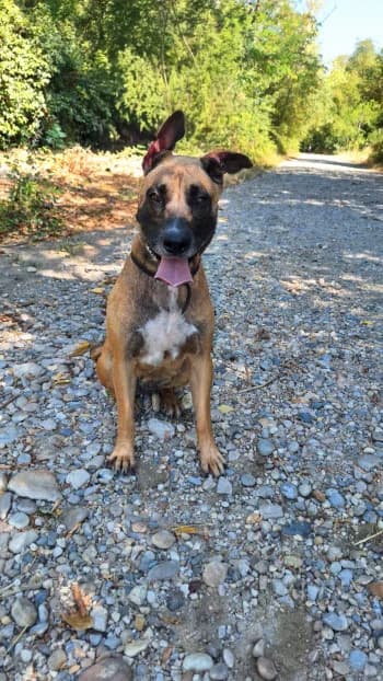 Brooklin, female young Belgian Malinois for adoption at SPA Montélimar