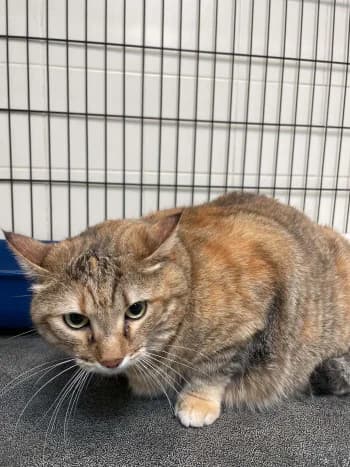 PAUPIETTE, female young mixed breed for adoption at SPA Montélimar