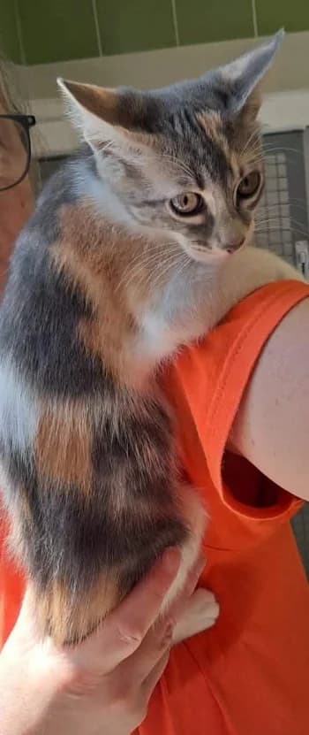 ACACIA, female puppy mixed breed for adoption at SPA Montélimar