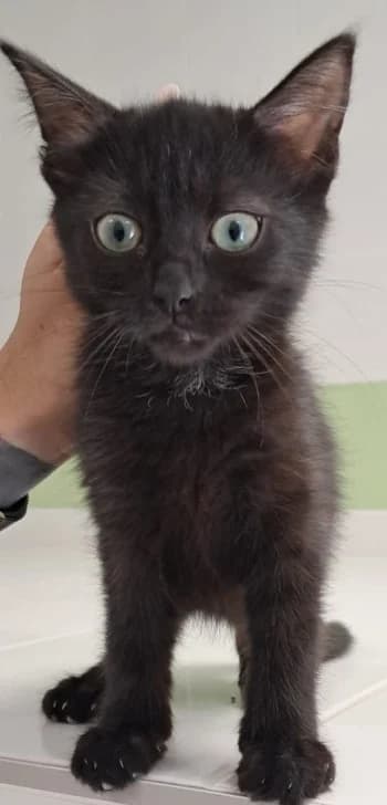 LIDY, female puppy mixed breed for adoption at SPA Montélimar