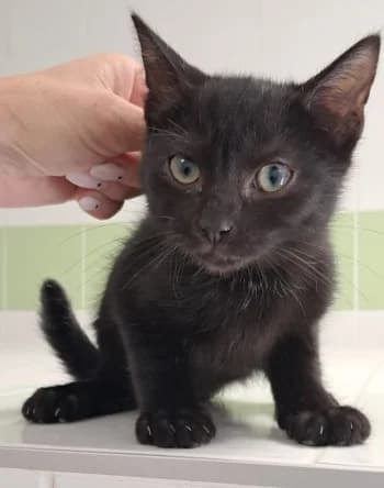 LOONS, male puppy mixed breed for adoption at SPA Montélimar