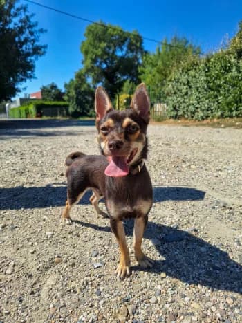 Marcel, male young mixed breed for adoption at SPA Montélimar