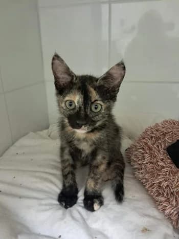 LIBELLULE, female puppy mixed breed for adoption at SPA Montélimar