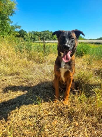 Bendo, male puppy Belgian Malinois for adoption at SPA Montélimar