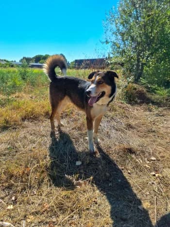 Tao 2, male 3yo Mixed Breed for adoption at SPA Montélimar