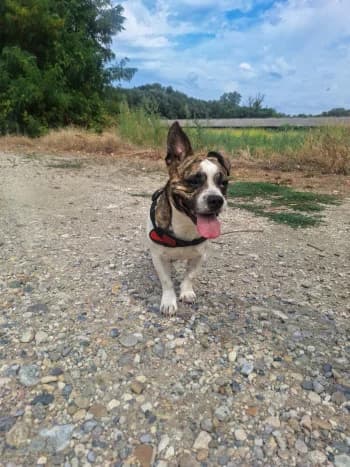 Manny, male 5yo French Bulldog for adoption at SPA Montélimar