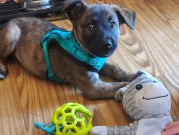 Alcaline, female mixed breed for adoption at SPA Montélimar
