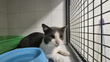 MISTIC, male young mixed breed for adoption at SPA Montélimar