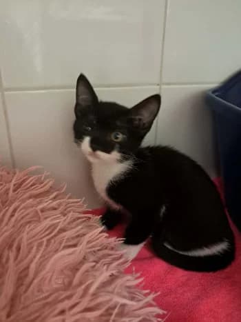CAPRI, female puppy mixed breed for adoption at SPA Montélimar