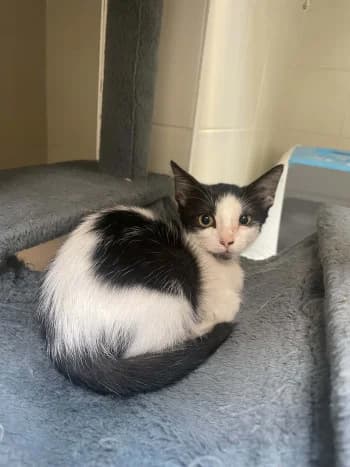 ECLIPSE, female puppy mixed breed for adoption at SPA Montélimar