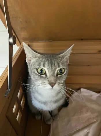 OPALE, female young mixed breed for adoption at SPA Montélimar
